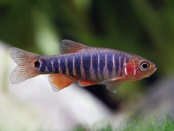 Razbora barmská (danio barmské )