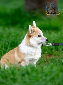 šteniatko corgi (fenka) – bez chvostíka