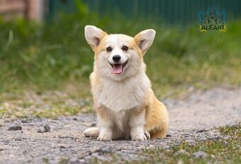 šteniatko corgi (fenka)