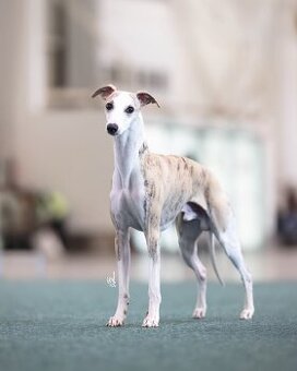 Whippet s PP