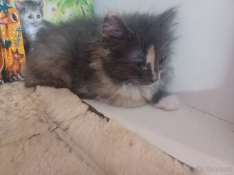 Ragdoll mačička