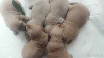 Golden / zlaty retriever
