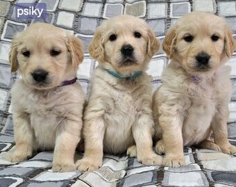 Predám Šteniatka Zlaty retriever-Golden retriever