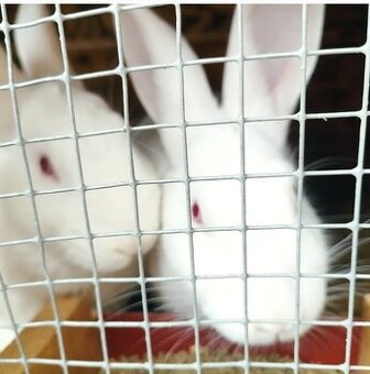 Králiky samce samice