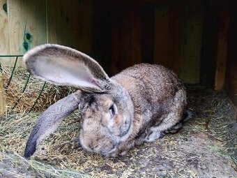 Belgický obor a Nos