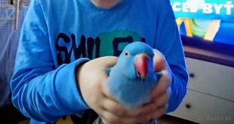 Beriem rezervácie na ručne dokrmene Alexandre malé