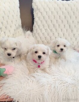 Maltezsky psík, maltezák, maltez