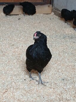 Ameraucana čierna kuriatka