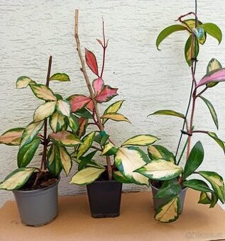 Voskovka - hoya tricolor