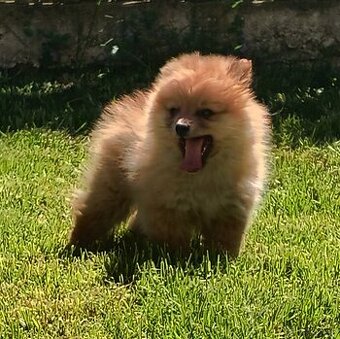 Oranžový špic- Typ Pomeranian
