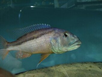 Aristochromis christyi
