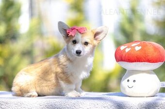 šteniatko corgi  s PP fenka