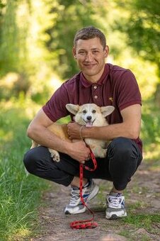 šteniatko corgi  s PP fenka