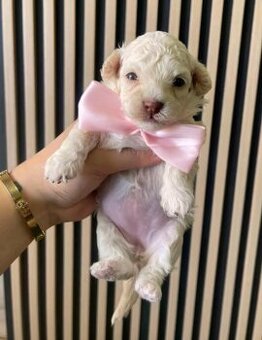 Toy Pudel