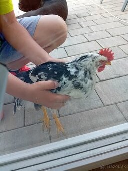 Predám KOHÚTY LEGHORN