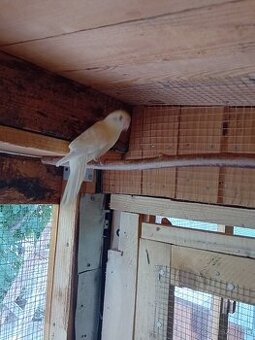 Kakariky