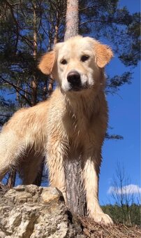Zlatý Retriever (Golden Retriever)– šteniatka