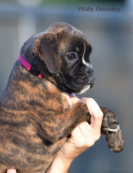 Nemecký boxer- šteniatka s PP