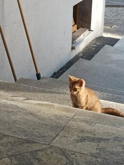 DARUJEM KRÁSNEHO KOCÚRIKA DO DOBRÝCH RÚK