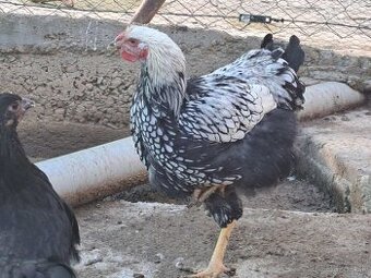 Wyandotka čierno lemovana