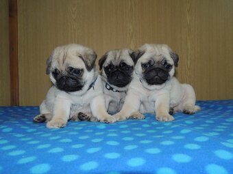 MOPS s PP.