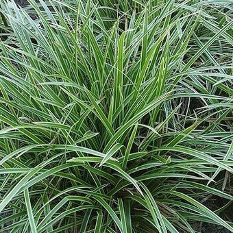 Ostrica japonská.