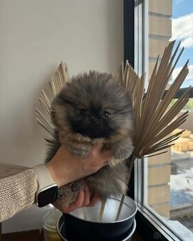 Pomeranian mini
