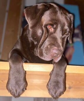 ponukame krytie cokoladovym labradorom s PP