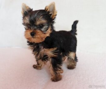 Yorkshire Terrier, York, Jork, Yorkshirsky teriér, šteniatka