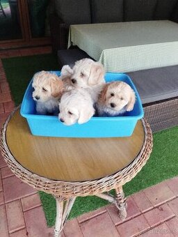 maltipoo