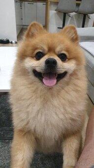 Pomeranian na krytie