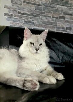 mainska myvavia kocur adopcia