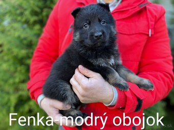 Nemecký ovčiak-fenky - 1
