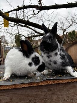 Zakrslý králik/zajac