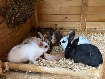 Hyla x Burgunsky x Dalmatinsky rex