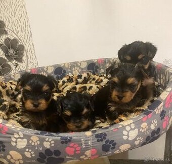 Yorkshirsky teriér - 1