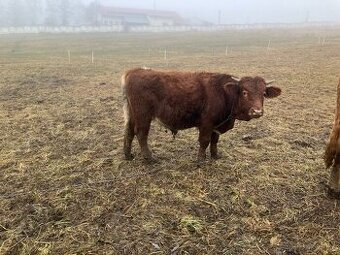 Predám ročného býka