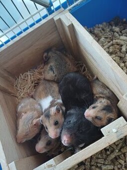 Darujem škrečok sýrsky