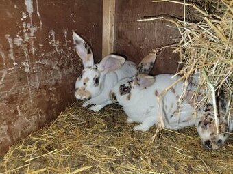 Dalmatinsky rex samec