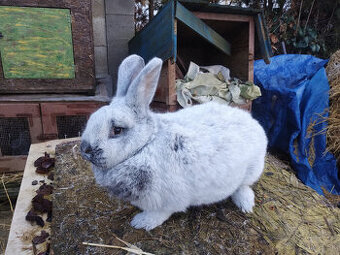 Veľký svetlý strieborný - samice