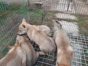 Ceskoslovenský vlčiak-šteniatka