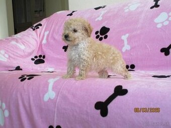 Pudel toy apricot white