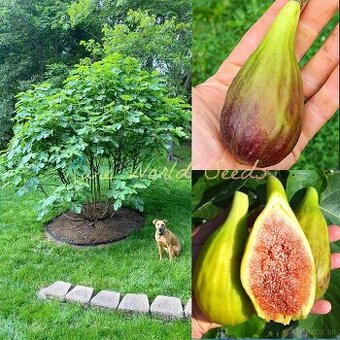 110 cm Figovník -  Ficus carica Longue d'août