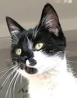 Mačička Tuxedo