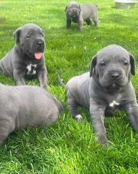 Cane Corso s PP