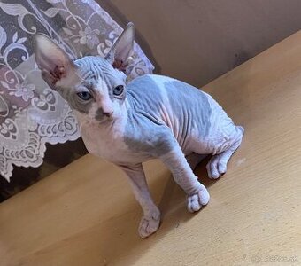 Don Sphynx