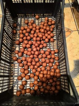 Boilies