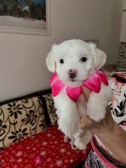 Mini Maltezak Stenatka