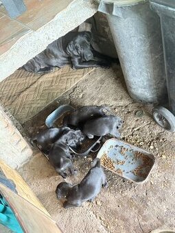 Cane corso - 1