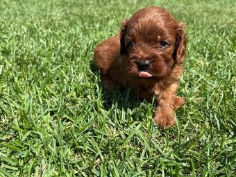 Cockapoo, maltipoo, cavapoo, pudel